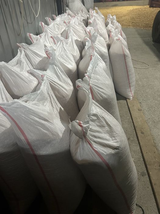 Porumb boabe productie 2025