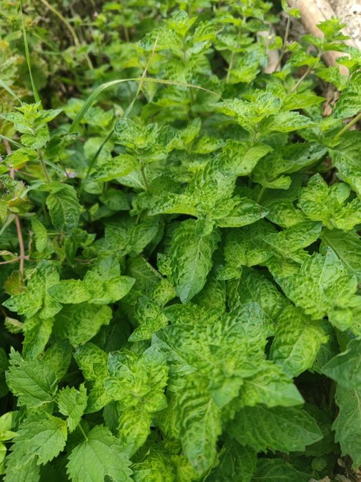 Продам  мяту для здоровья