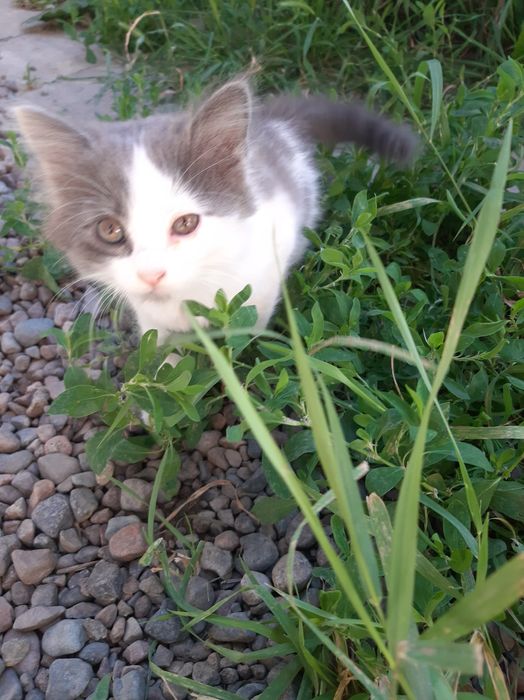 Отдам котят в добрые руки.