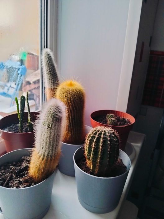 Продам кактусы набором