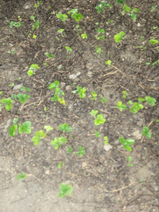 Клубника рассадасы сатылады