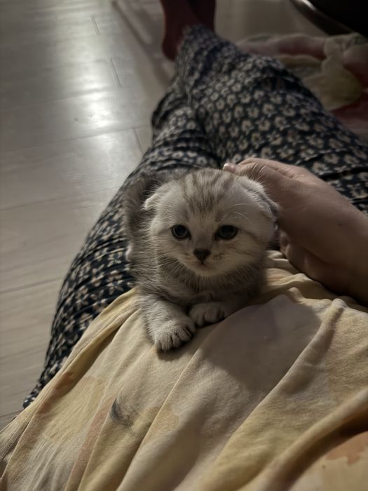 Шотландский котенок