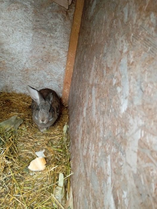 De vânzare iepuri de diferite vârste