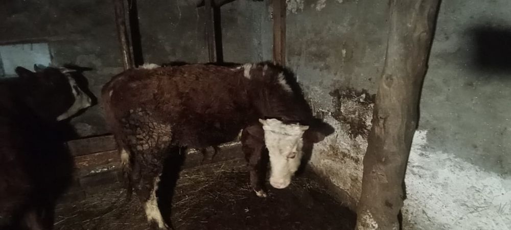 Продам бычка с откорма