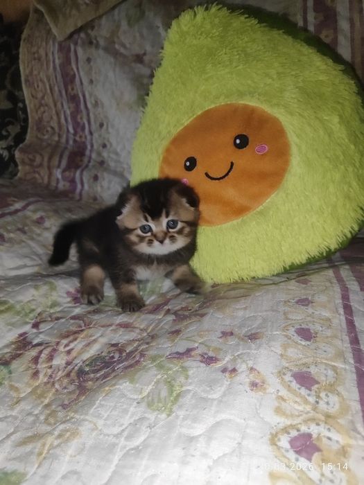 продам девчоку шиниллу скоттиш фолд