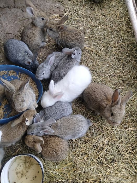 Продаются кролики