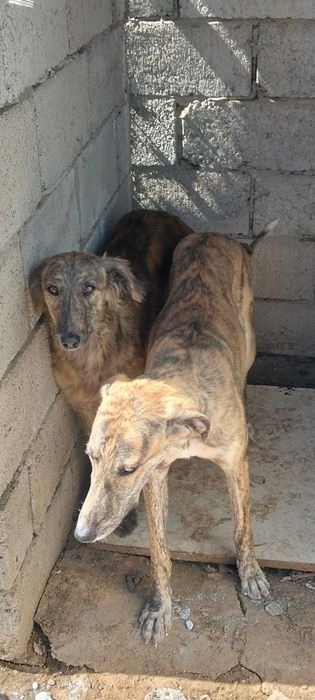 6 месяц двойное мальчик девочко