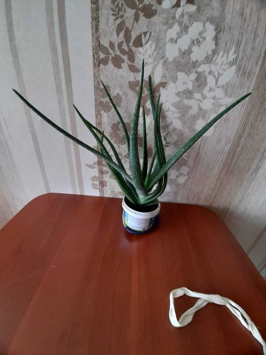 Алоэ  трехлетний