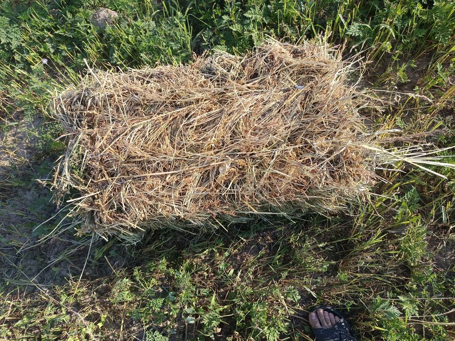 Свежая Суданка в тюках