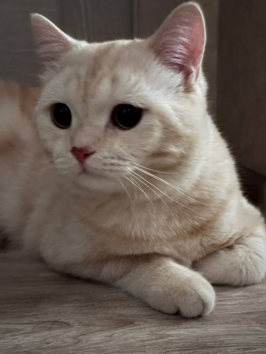 Вязка кота Шотландский страйт кремовый окрас