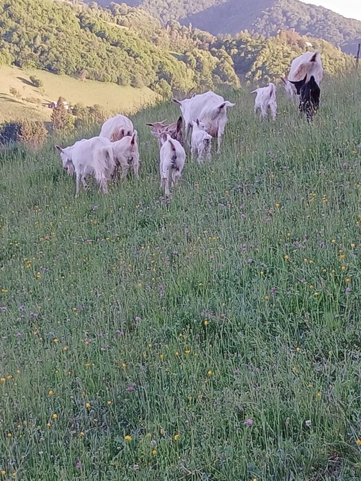 Vând capre cu ieduți.