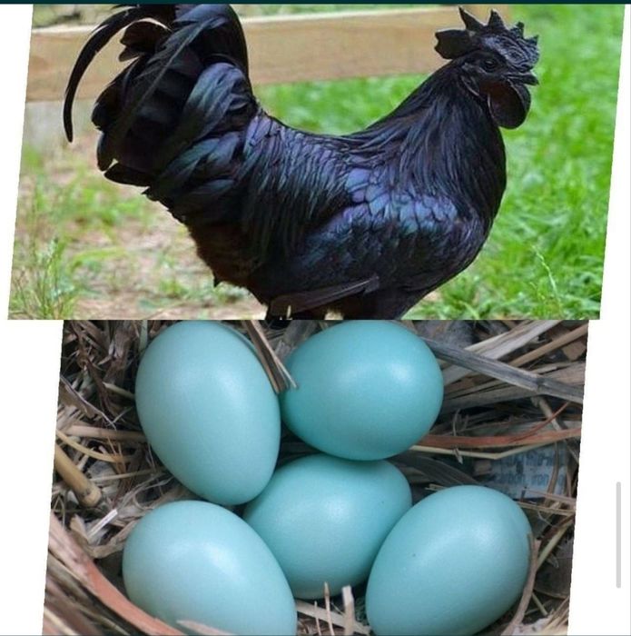 Qora Uxayul, qora bramma, qora jaydari tuxumlari