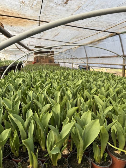 Zambile si Lalele ghiveci