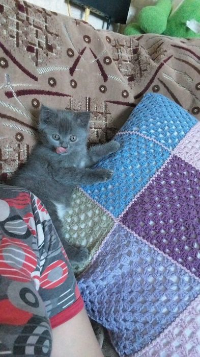 Продам кошечку британку