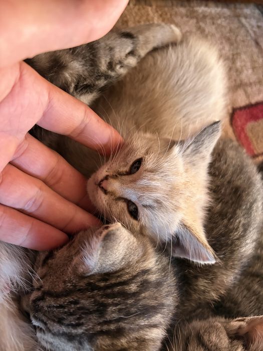 котята пародистые девочки