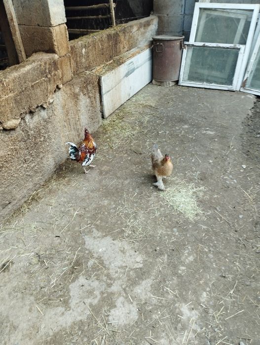 Продам парочку карликов