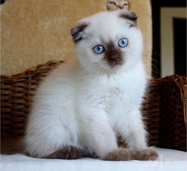 Сиамские котята чистокровные