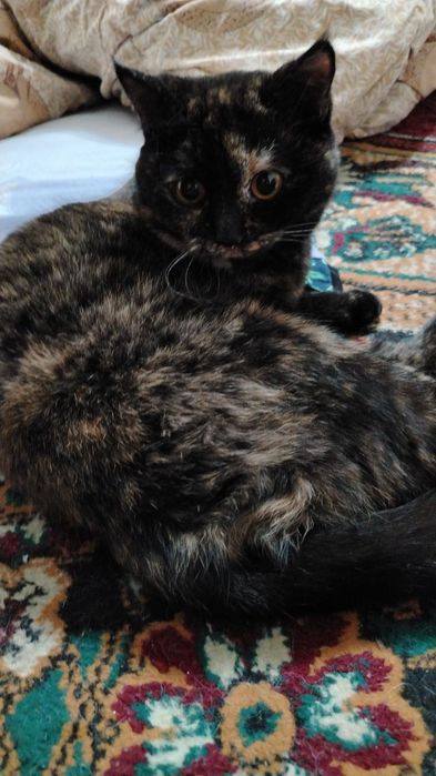 Mushuklar parodiyali tekinga