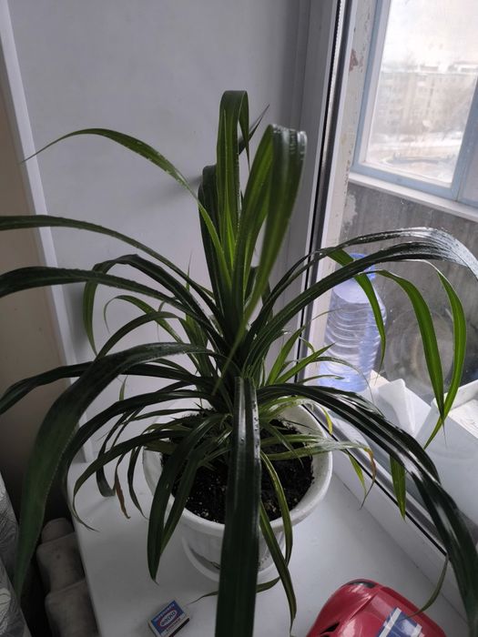 Продам очень красивую пальму! Пальма