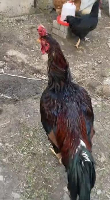Продам чолпана туляк