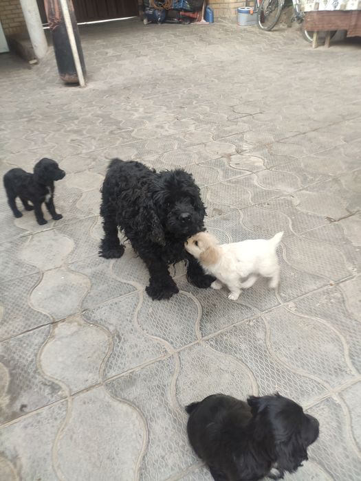 Собачки щенки спаниель