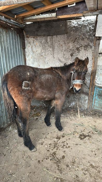 Продается молодая лошадка