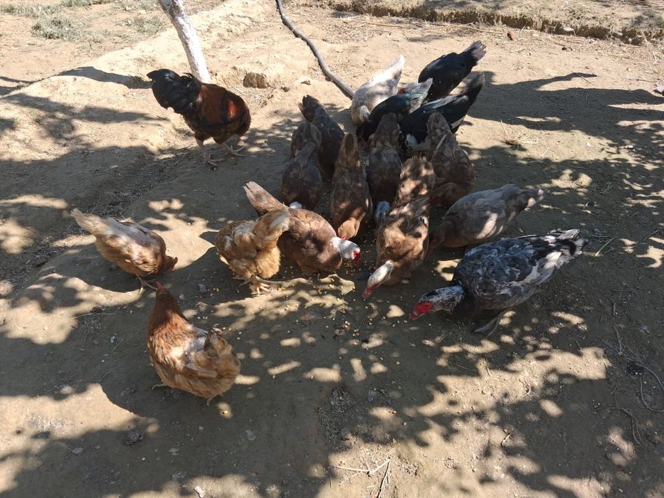 Он ұрғашы,үш қораз индоутки