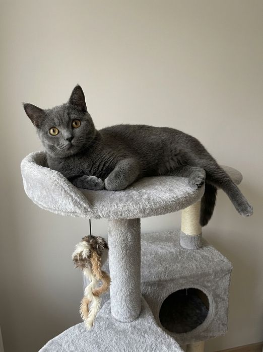Pui băiețel British Shorthair ORADEA