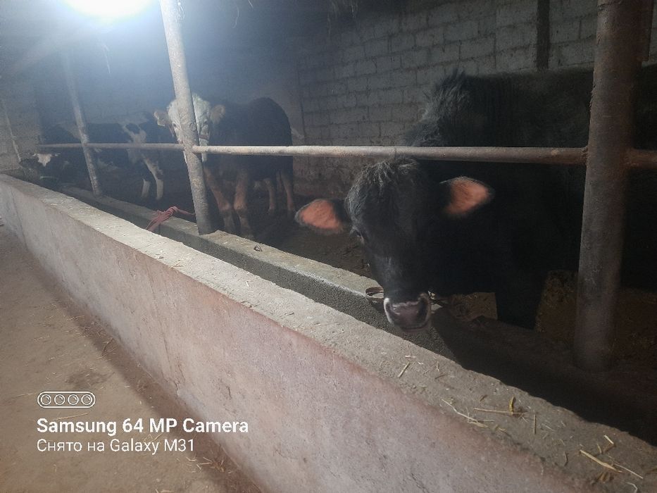 Сементал бука сотилади