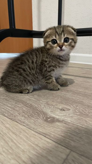 Продам котенка 2 месяца