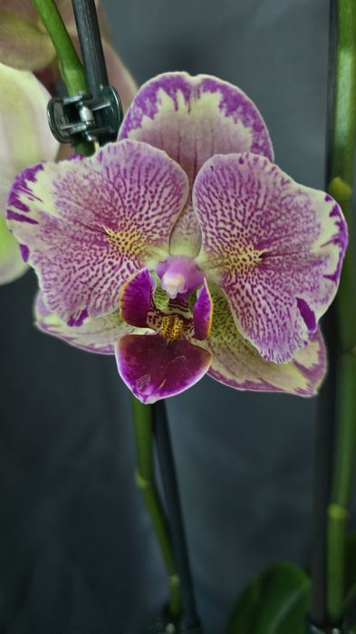 Орхидеи цветущие.