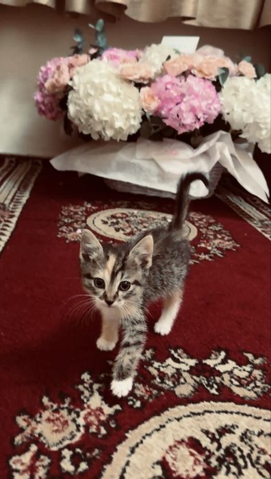 Кошка,1,5месяц кошка