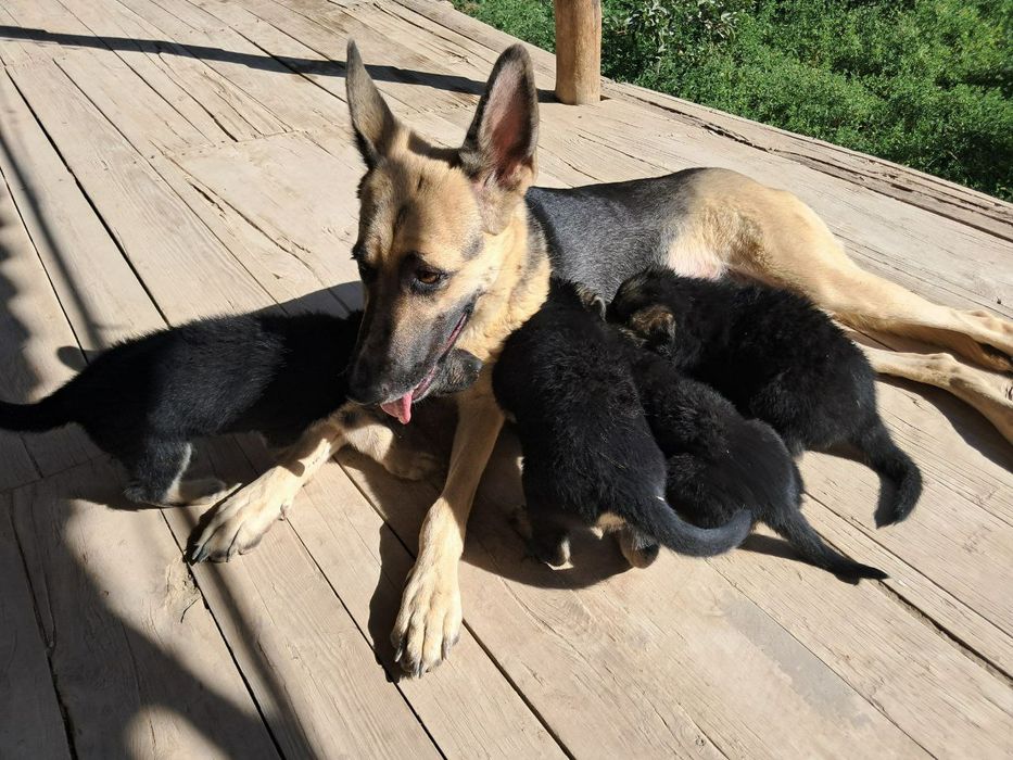 Чистокровные щенки Восточно-европейские овчарки