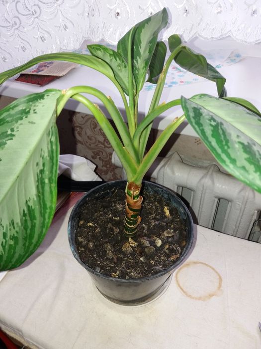 Продам комн.цветы