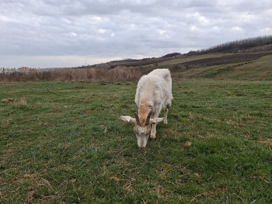 Vând 2 capre și un tap