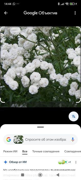 Многолетнии цветы