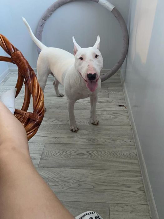 Вязка бультерьер