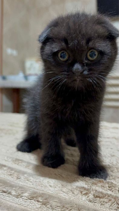 Породистые котята!