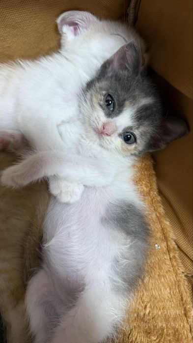 Милые Котята ищут дом