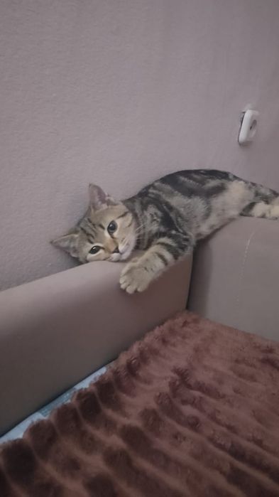 Отдам котенка в хорошие руки.
