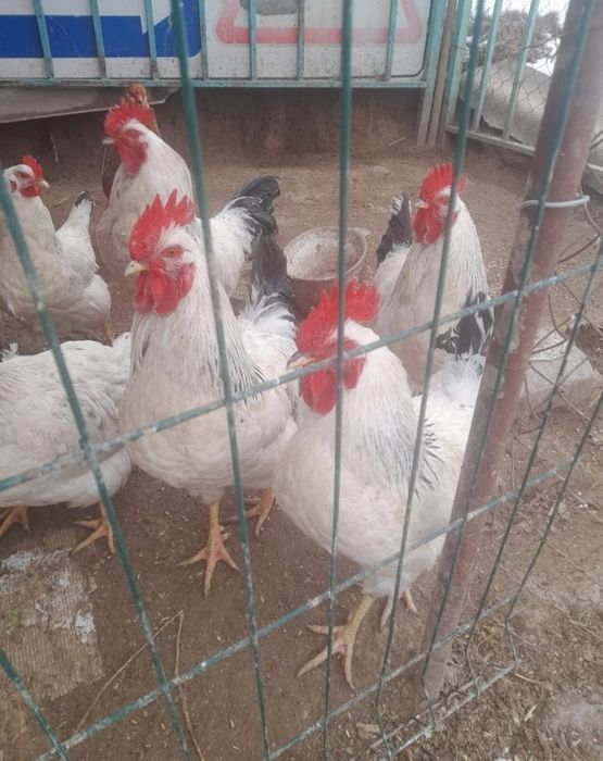 Петух  молодой хозяин