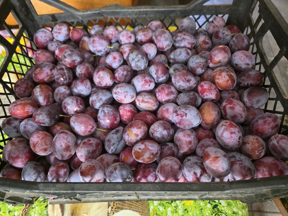 Vând prune gata culese