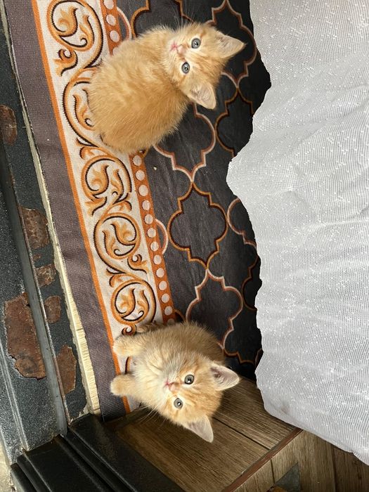 Отдам котят в добрые руки