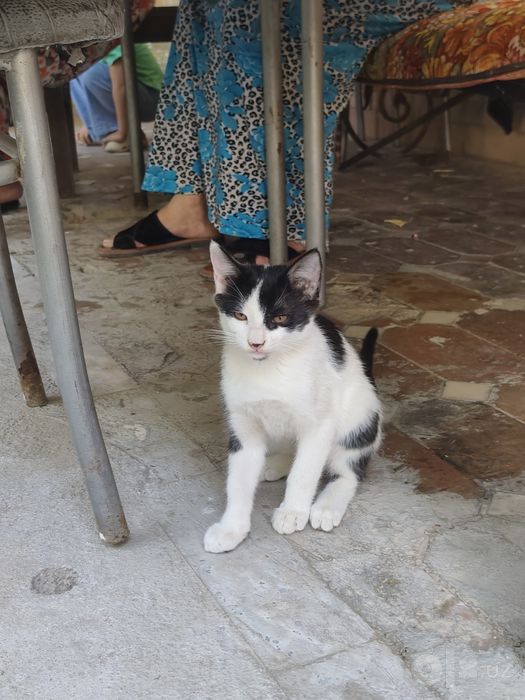 2ta mushuk bolasi bepul beriladi yaxshi qullarga