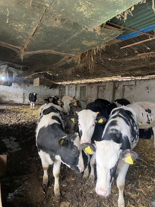 Vând 20 viței foarte bine îngrijiți ,femele și masculi,diferite varste