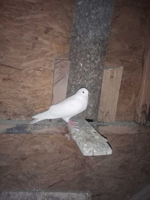 Голуби бакинцы белые