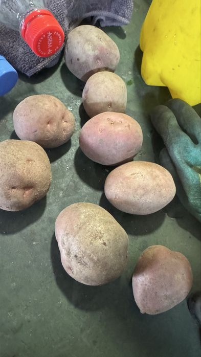 Семенная картошка