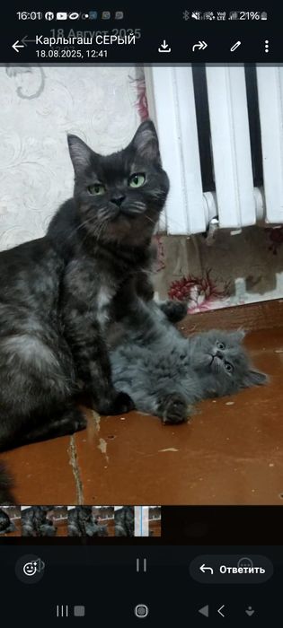 Британский котёнок девочка 1,5 месяцев