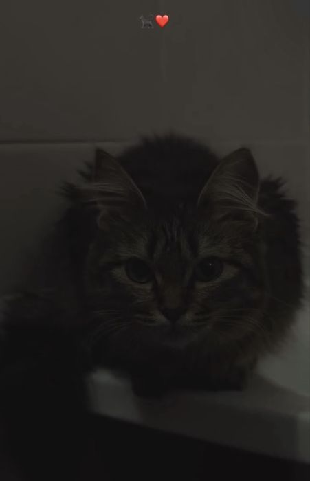 Отдам кошечку в добрый руки.