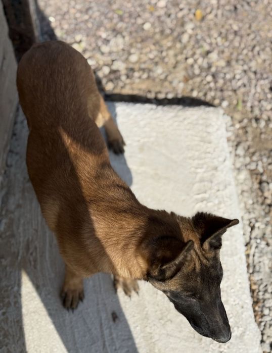 Бельгийский овчарка 3 айлык